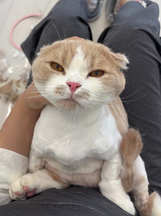 고양이미용실 츄이캣 · 네이버 지도·플레이스 6