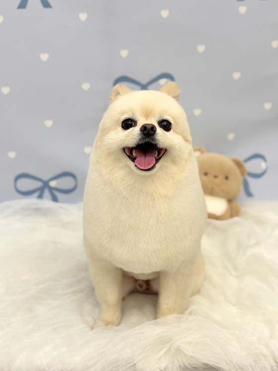 펫모모 · 네이버 지도·플레이스 3