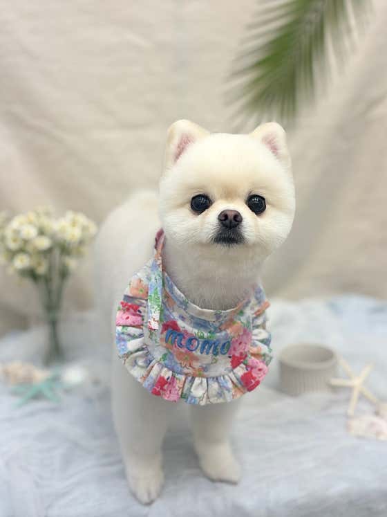펫모모 · 네이버 지도·플레이스 7
