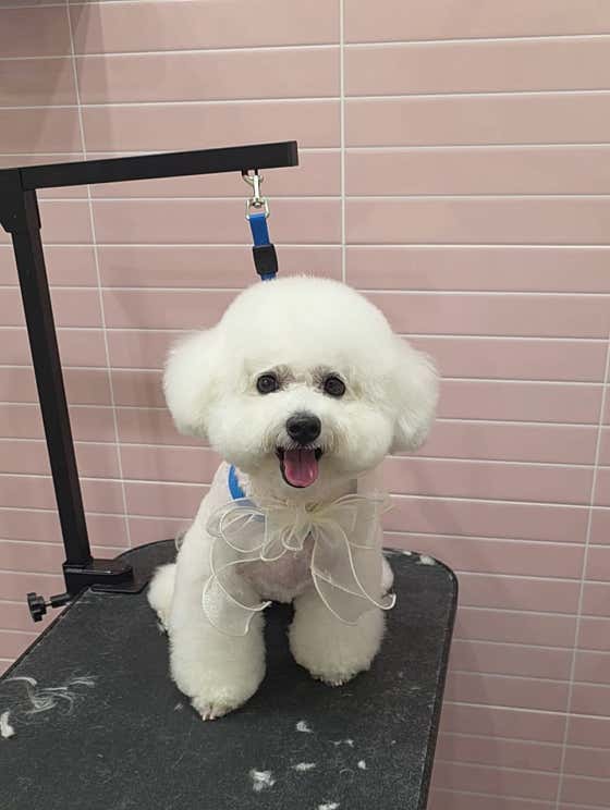 버블독스 가정루원시티점 · 네이버 지도·플레이스 2