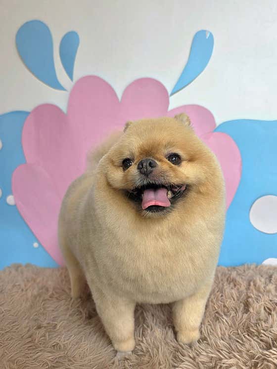 펫살롱 도도 · 네이버 지도·플레이스 3