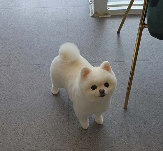버블독스 가정루원시티점 · 네이버 지도·플레이스 5