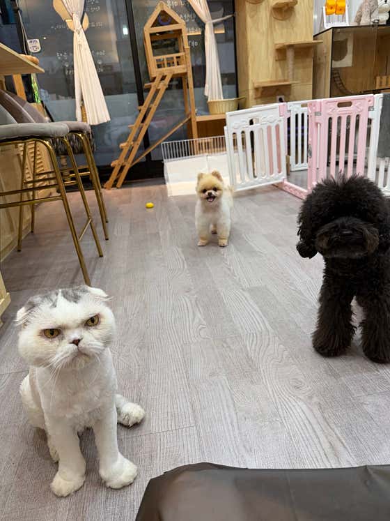 슬기로운 집사생활 · 네이버 지도·플레이스 3