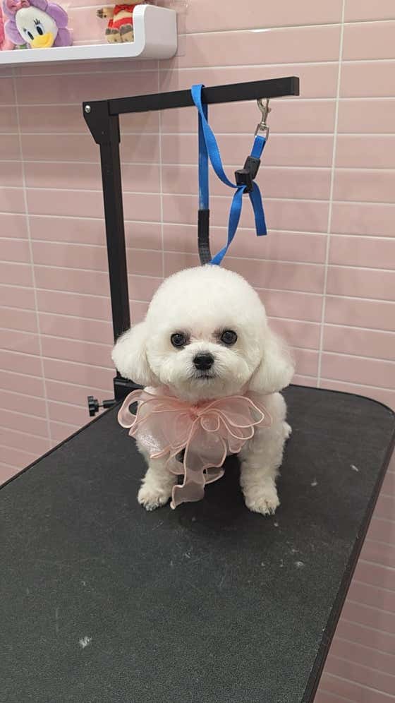버블독스 가정루원시티점