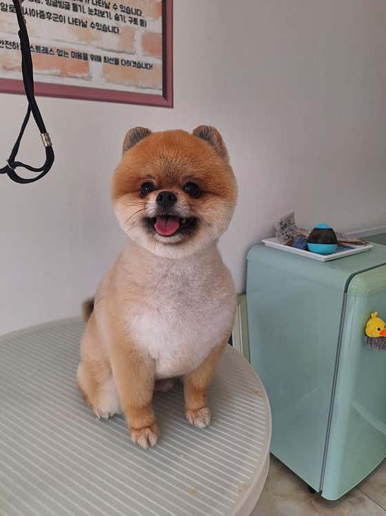 별찌몽
