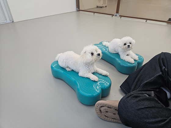 보노애견유치원 · 네이버 지도·플레이스 8