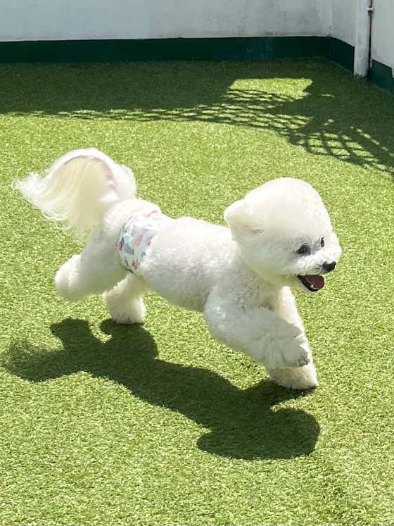 멍더가든 애견유치원 애견호텔