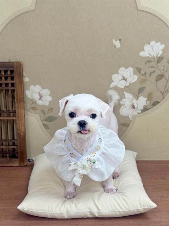 퍼피몽드 · 네이버 지도·플레이스 5