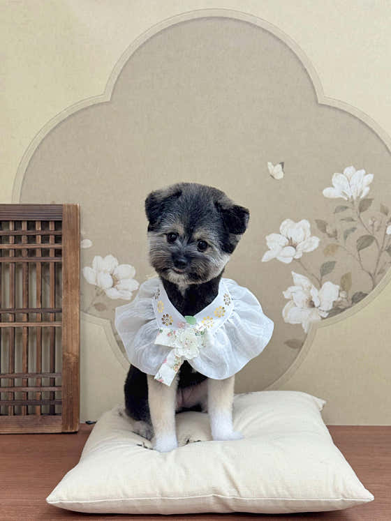 퍼피몽드 · 네이버 지도·플레이스 2