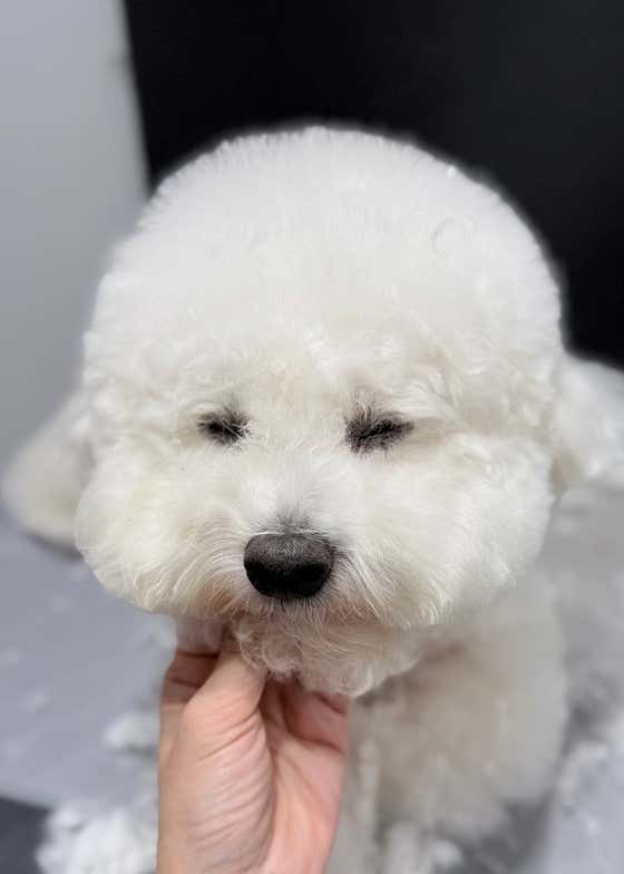 토들