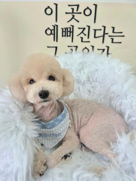 꽃분살롱 · 네이버 지도·플레이스 3