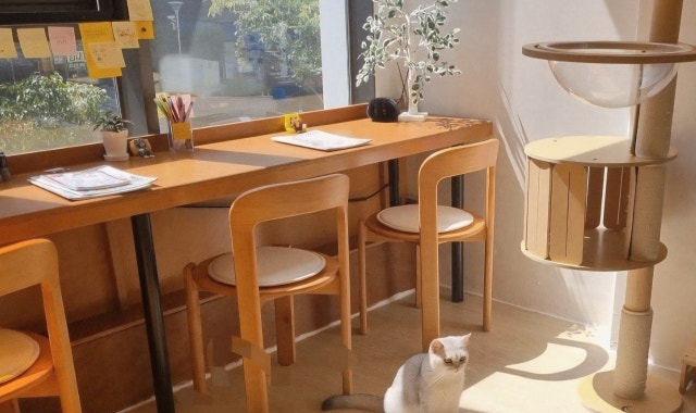 꽁냥이네 대표 사진