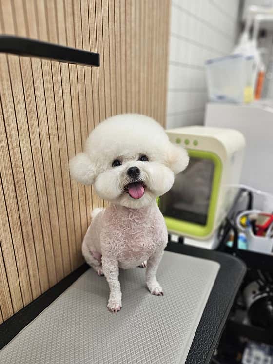 빠몽펫살롱 애견미용 · 네이버 지도·플레이스 9