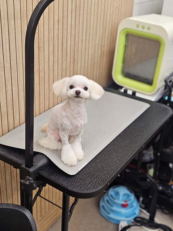 빠몽펫살롱 애견미용 · 네이버 지도·플레이스 8