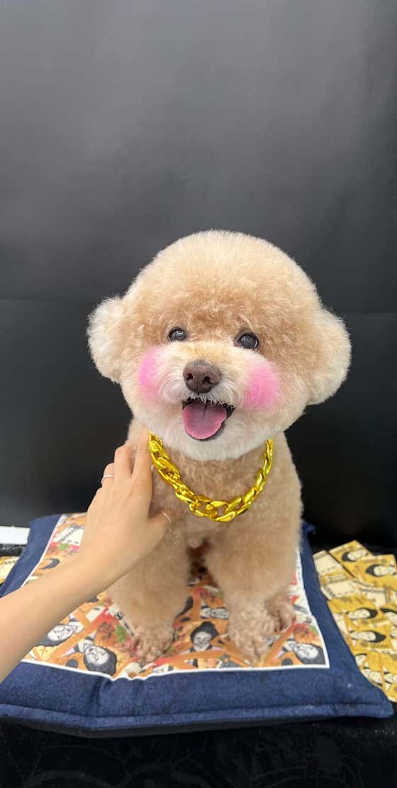동글동글애견미용실