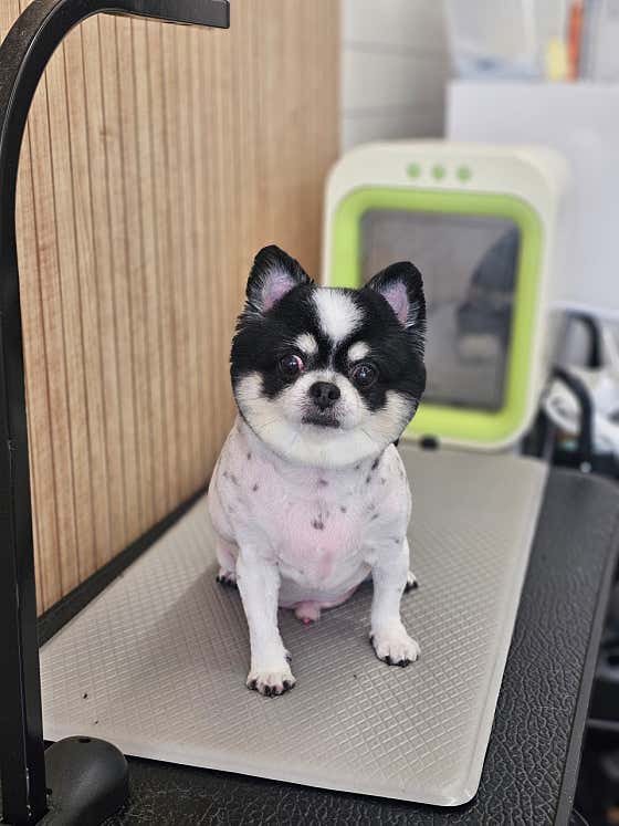 빠몽펫살롱 애견미용 · 네이버 지도·플레이스 4
