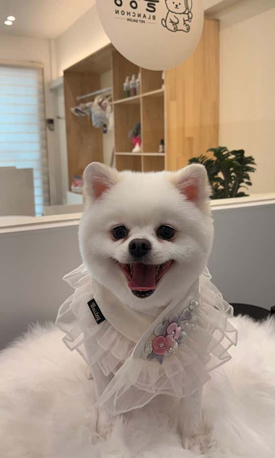 블랑숑 강아지미용실 · 네이버 지도·플레이스 5