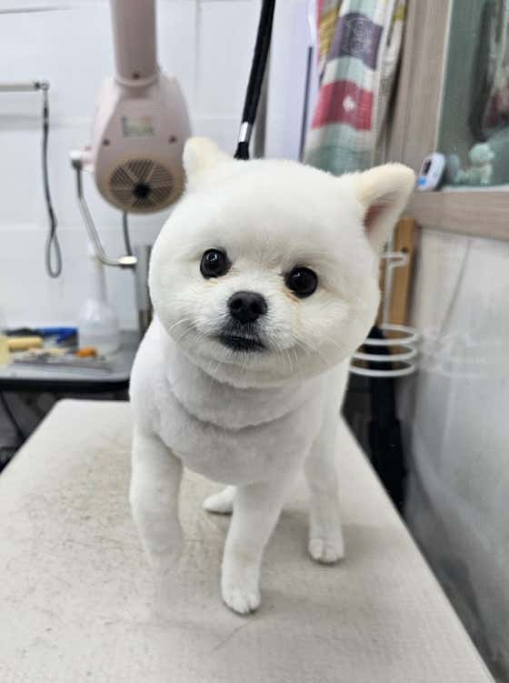 미니펫 주안점 · 네이버 지도·플레이스 5
