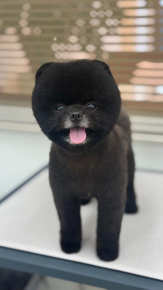 보들강아지 · 네이버 지도·플레이스 8