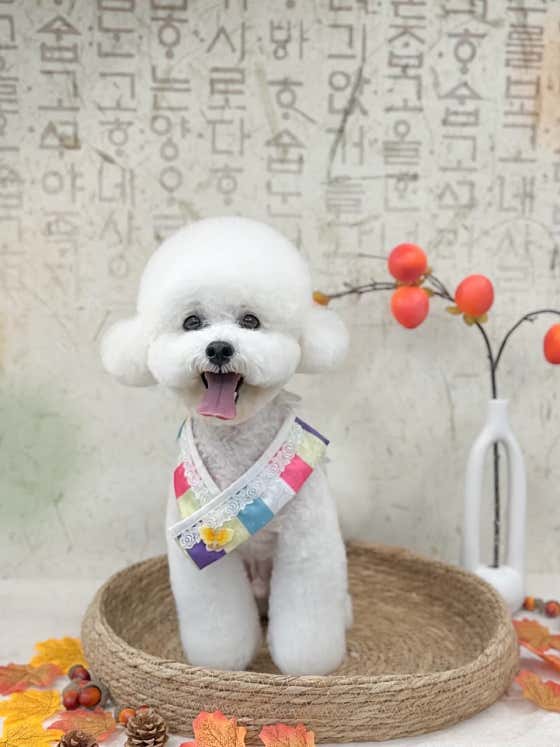 가나디 강아지미용.호텔 · 네이버 지도·플레이스 4