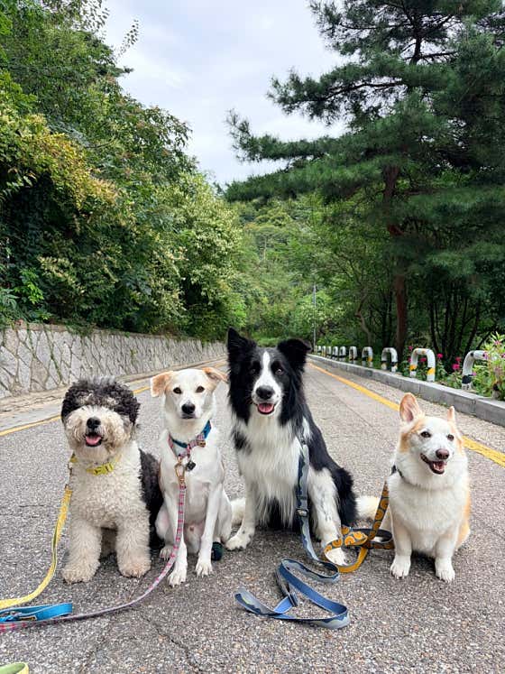 댕구르르 · 네이버 지도·플레이스 3