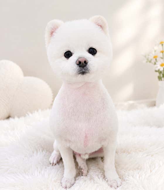 논누