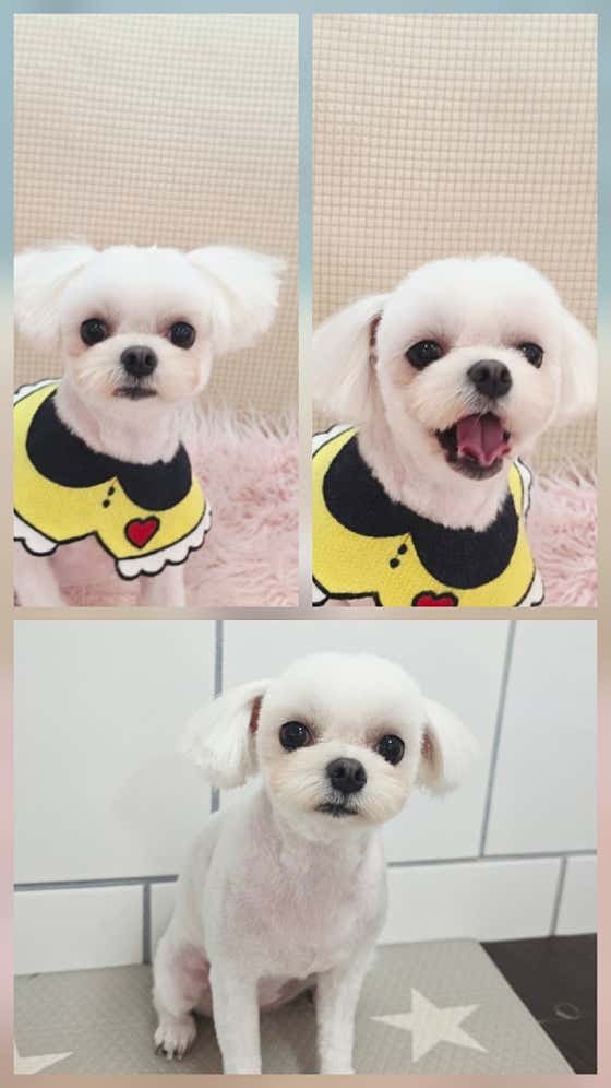 남창 덕신 애견샵 빼꼼 강아지미용실 · 네이버 지도·플레이스 7