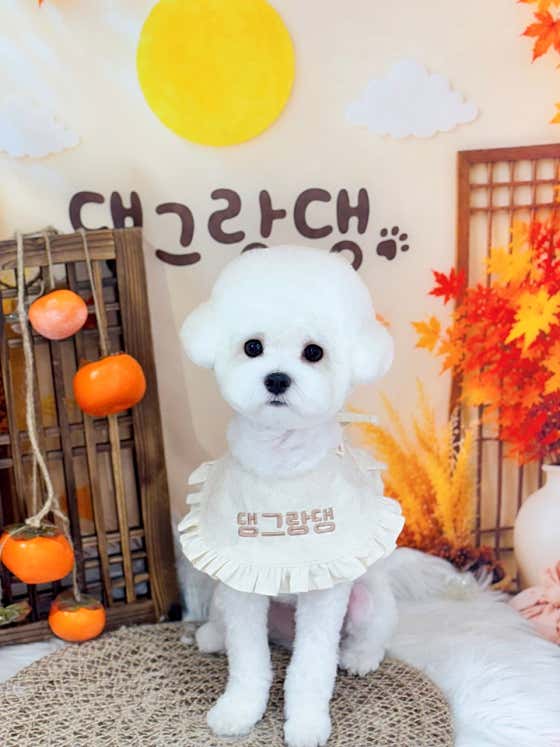 댕그랑댕 애견미용실 · 네이버 지도·플레이스 2