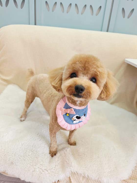 남창 덕신 애견샵 빼꼼 강아지미용실 · 네이버 지도·플레이스 6