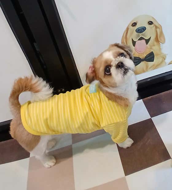 안녕펫 애견 호텔 애견 미용 · 네이버 지도·플레이스 7
