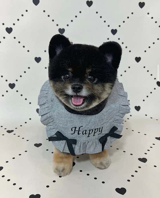 영광해피댕스애견샵 · 네이버 지도·플레이스 5