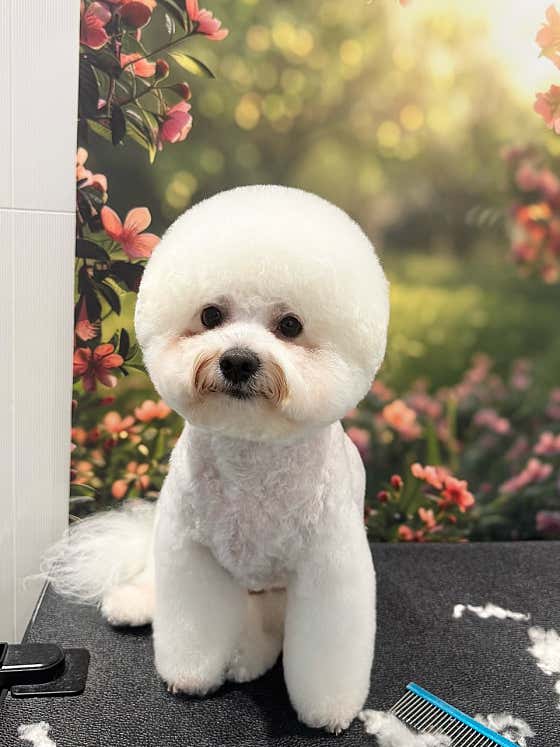 몽드몽 애견미용실 · 네이버 지도·플레이스 2