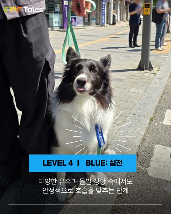 테일즈 반려견동반&교육 카페 · 네이버 지도·플레이스 6