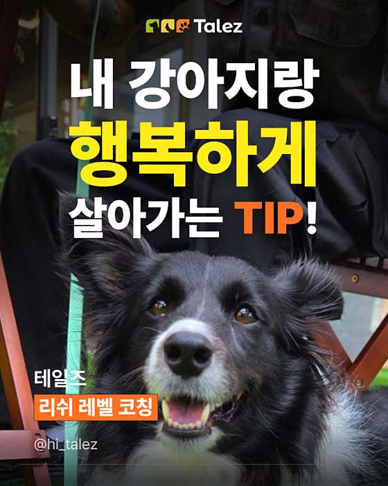 테일즈 반려견동반&교육 카페