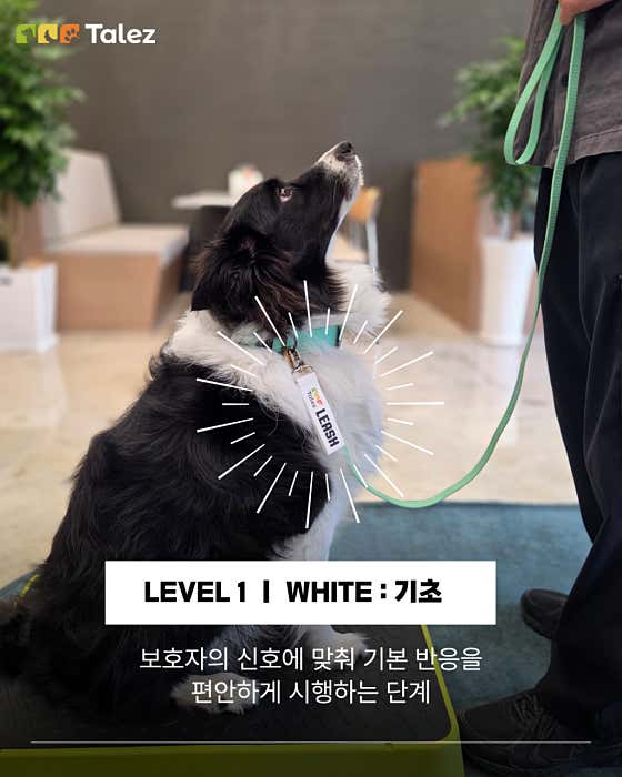 테일즈 반려견동반&교육 카페 · 네이버 지도·플레이스 3