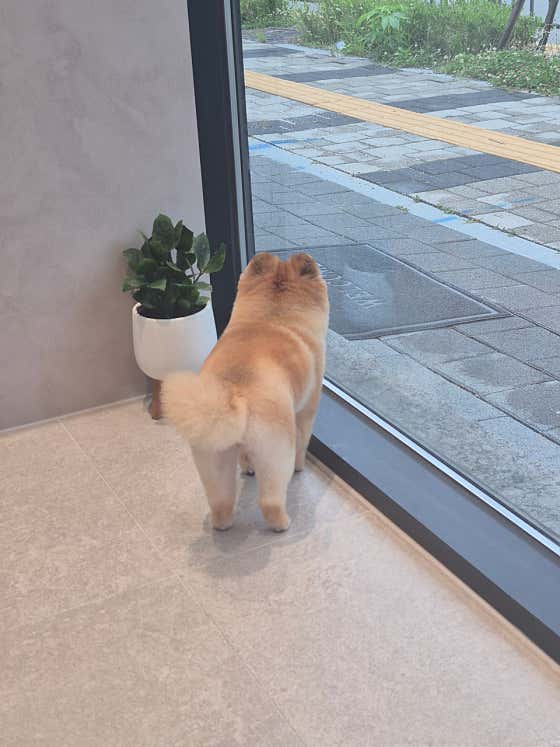 데일리앤독 · 네이버 지도·플레이스 6