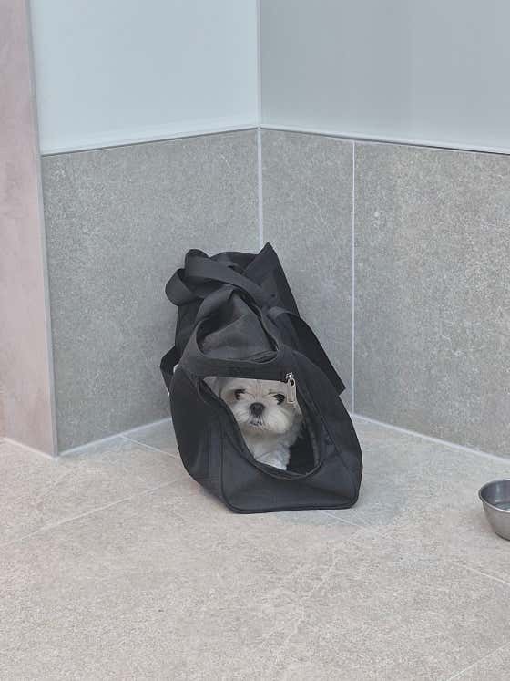 데일리앤독 · 네이버 지도·플레이스 5