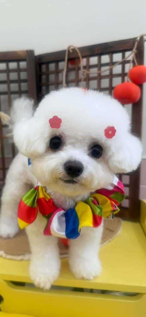 하이몽슈 · 네이버 지도·플레이스 2