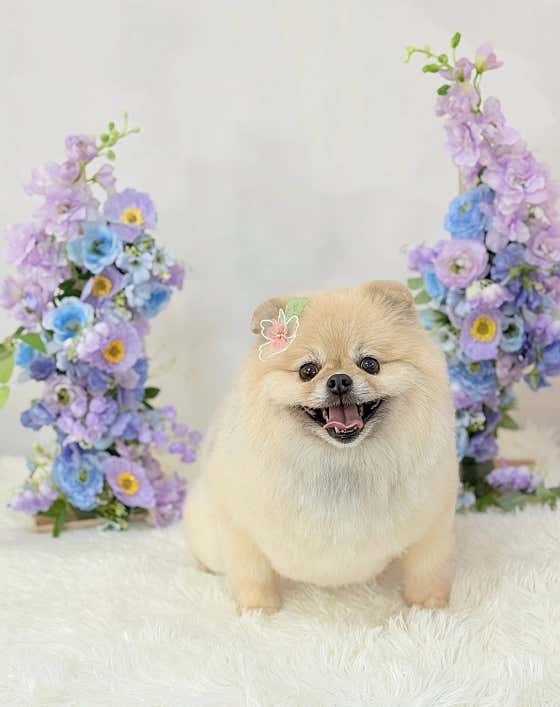 댕댕이발소