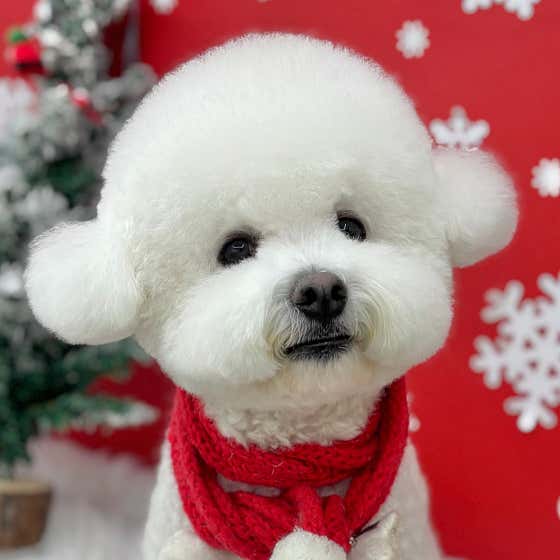 보떼독