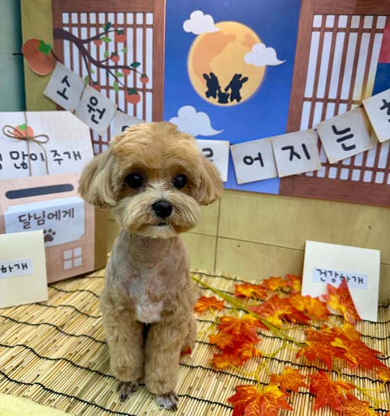 슬기로운 집사생활 · 네이버 지도·플레이스 2
