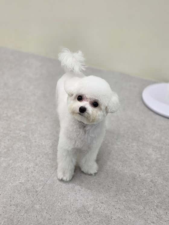 망고댕댕 · 네이버 지도·플레이스 5