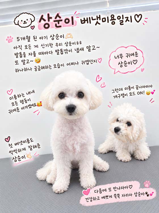 방긋방긋애견미용실 · 네이버 지도·플레이스 2