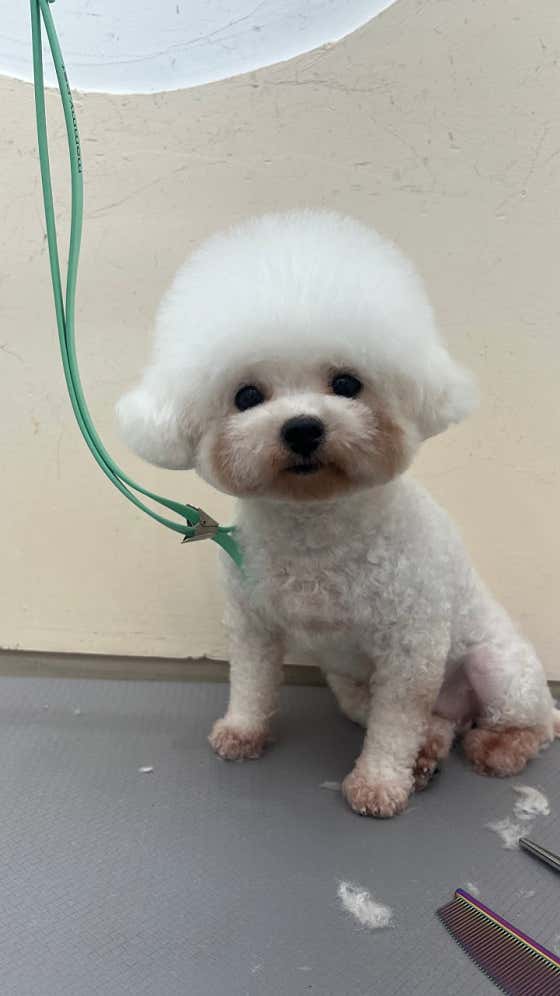 앞집강아지 · 네이버 지도·플레이스 4