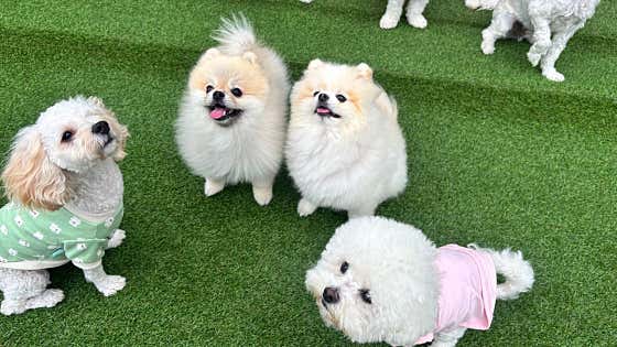 댕글댕글유치원