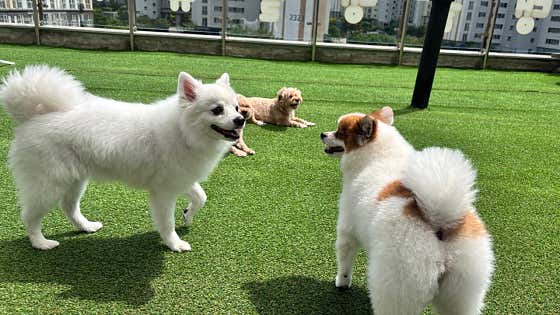 댕글댕글유치원 · 네이버 지도·플레이스 10