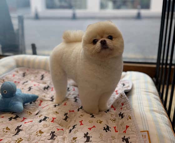 투개더펫 · 네이버 지도·플레이스 3