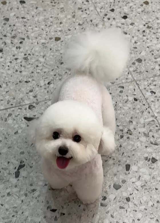 뽀송댕댕 · 네이버 지도·플레이스 4