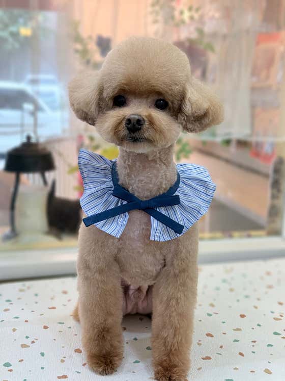 까까몽 애견미용실 · 네이버 지도·플레이스 5