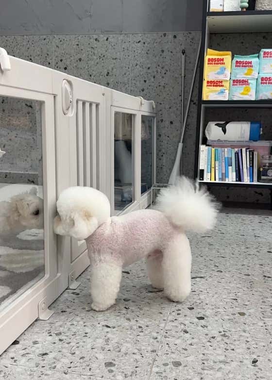 뽀송댕댕 · 네이버 지도·플레이스 10